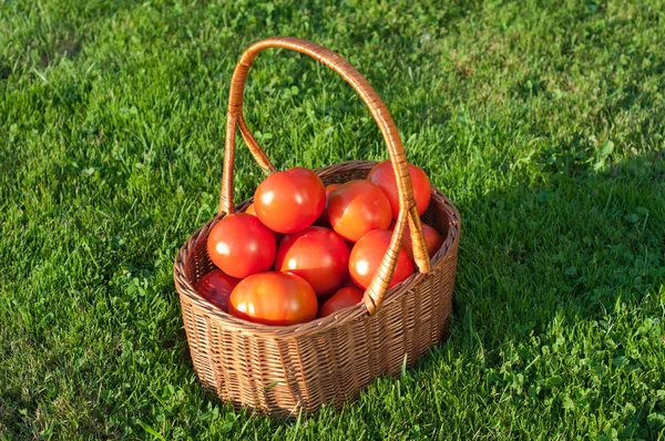 Rieten mand vol met verse tomaten — Stockfoto