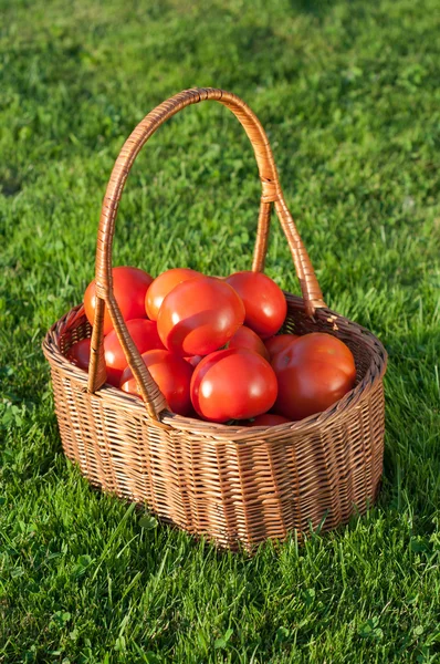 Rieten mand vol met verse tomaten — Stockfoto