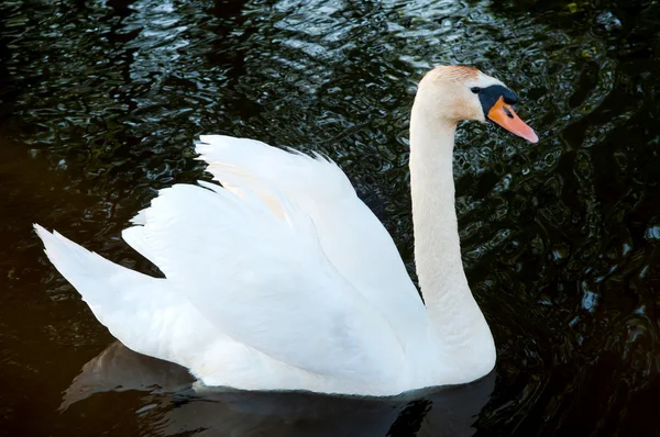 Wild swam — Stock Photo, Image