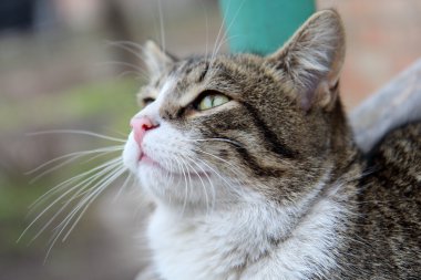 gri bir arka plan önünde kedi