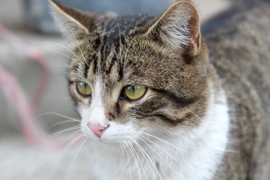 gri bir arka plan önünde kedi