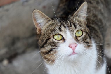 gri bir arka plan üzerinde önünde güzel kedi