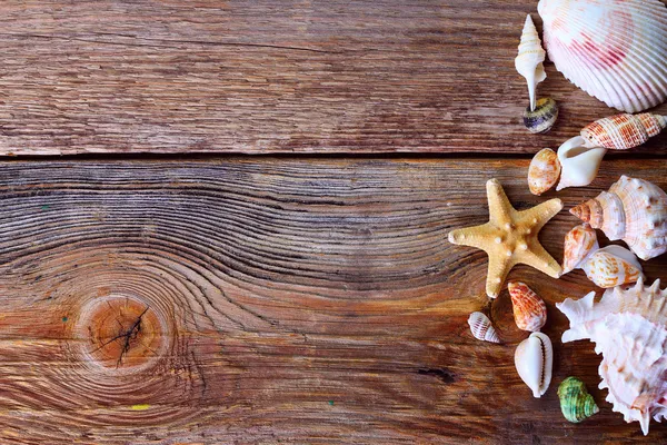 Tahta bir arka planda deniz kabukları