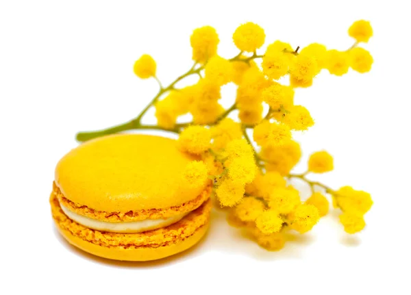Macaron ve Mimoza