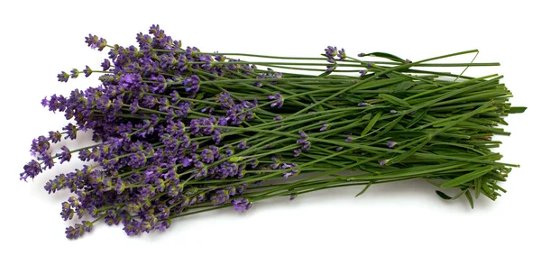 Lavendel geïsoleerd op wit — Stockfoto