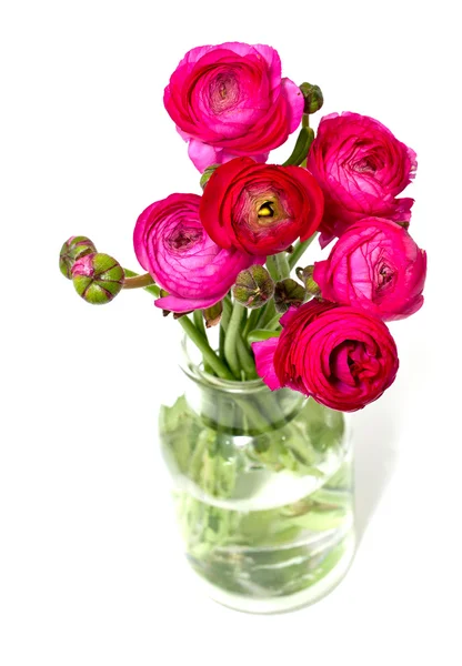 Pink ranunculus — Stock Photo, Image