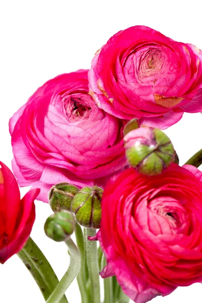 Ranunculus rose — Photo