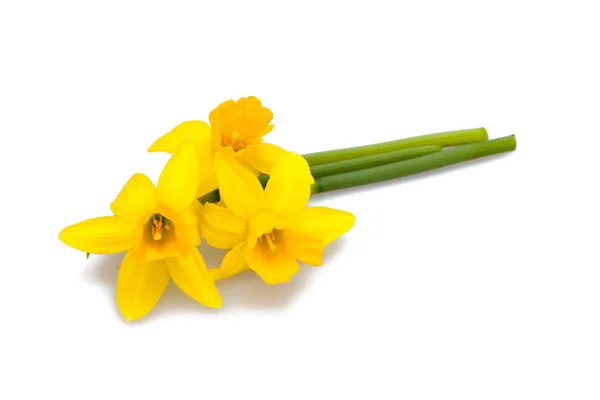 Daffodil flowers isolated on white background — Stock Photo, Image