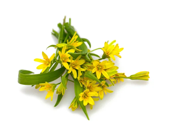 Yellow spring flowers — Stock Photo, Image