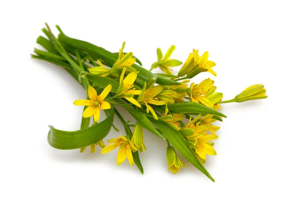 Yellow spring flowers — Stock Photo, Image