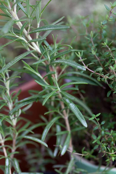 Cultivo de romero — Foto de Stock