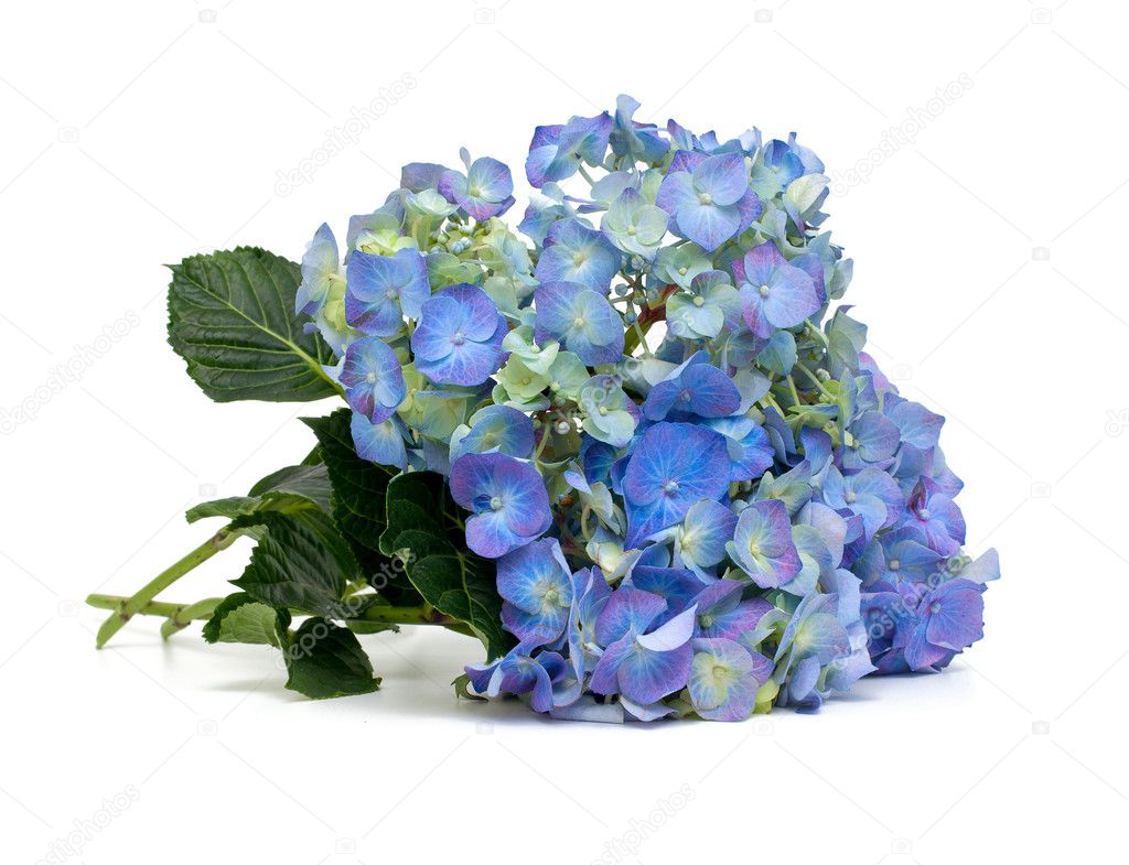 Blue hydrangea flower isolated on white background — Stock Photo