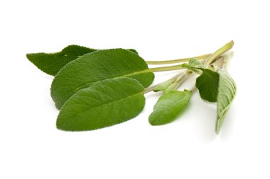 Demet taze adaçayı