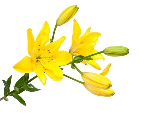 Yellow lilies — Stock Photo, Image