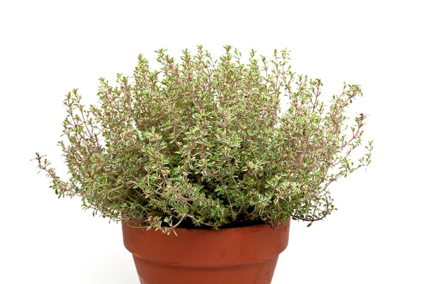 Thyme in clay pot — Stock Photo, Image
