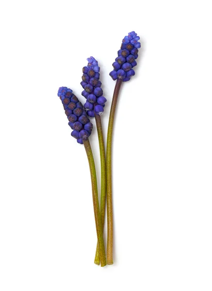 Muscari virágok — 스톡 사진