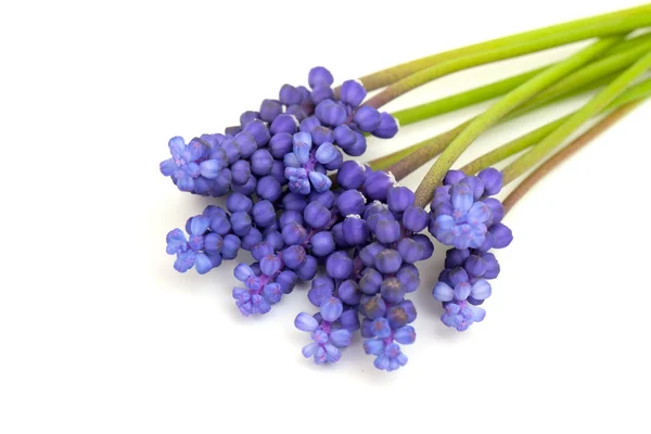 Muscari blommor — Stockfoto