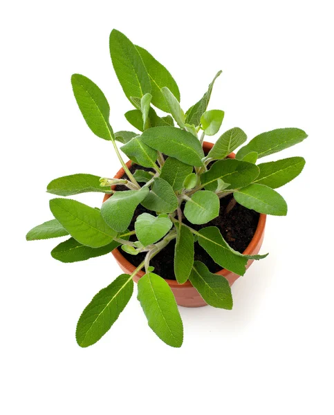 Sage in pot — Stockfoto