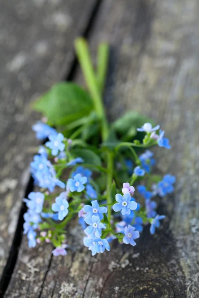 Forget-me-not flowers on wooden surface — Stock Photo, Image