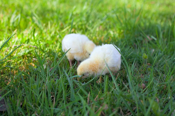 Цыплята на зеленой траве — стоковое фото