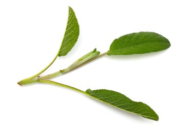 Demet taze adaçayı