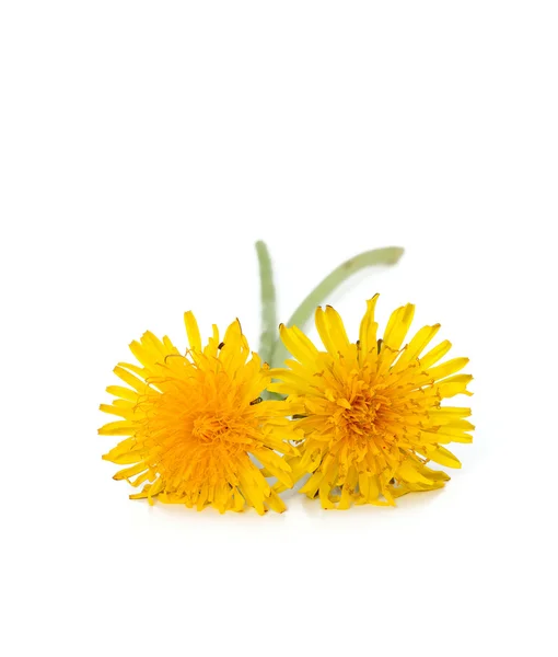 Dandelion — Stock Photo, Image