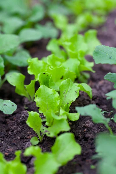 Lettuce and radishes growing — Stock Photo, Image