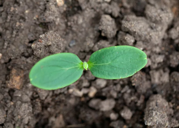 Cucumber seedling — Stock Photo, Image