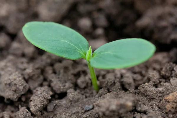 Plántulas de pepino — Foto de Stock