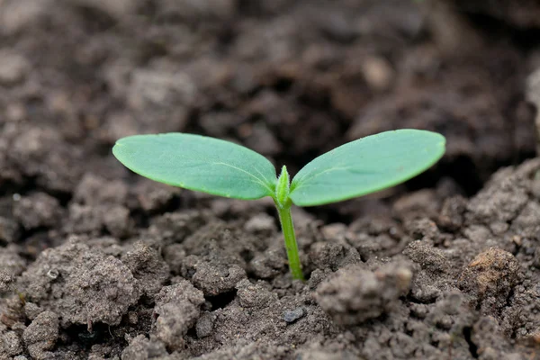 Cucumber seedling — Stock Photo, Image