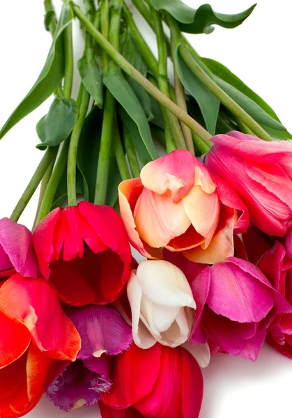 Bund roter und rosa Tulpen über weißem — Stockfoto