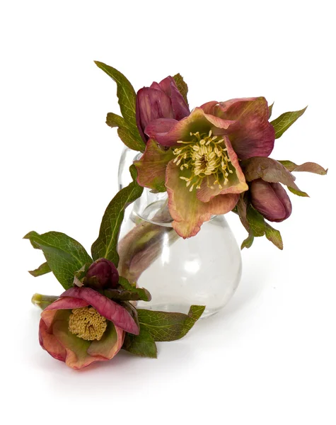 Helleborus flowers — Stock Photo, Image