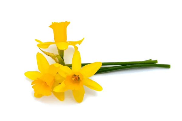 Daffodil flowers — Stock Photo, Image