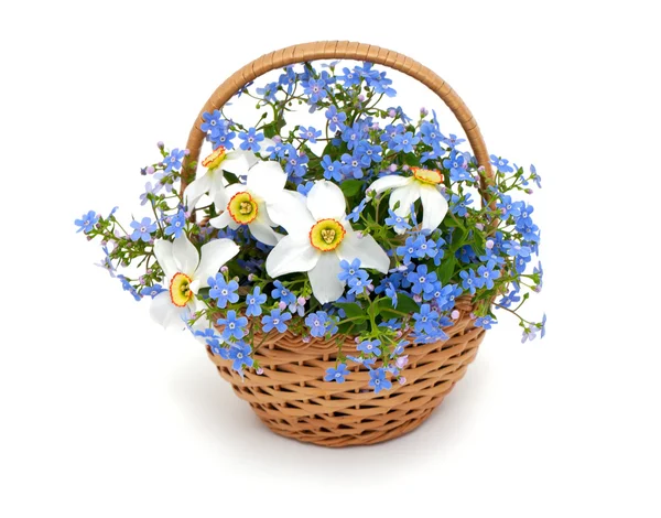 Forget-me-not flowers in a basket over white — Stock Photo, Image