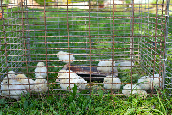 chicken babies in cage on grass