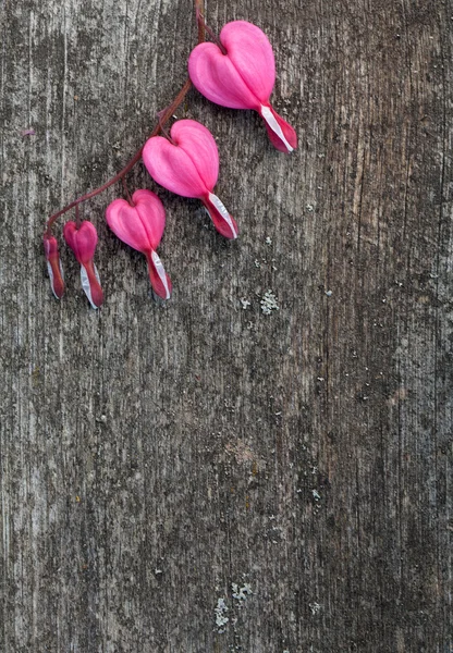 Flores en forma de corazón sobre superficie de madera — Foto de Stock