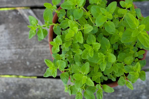 Oregano in klei pot op houten tafel — Stockfoto