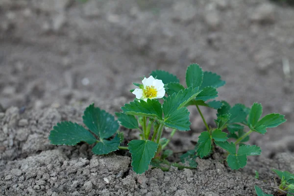 Blooming strawberries — Stock Photo, Image