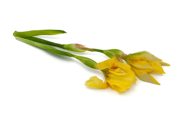 Yellow iris flower — Stock Photo, Image