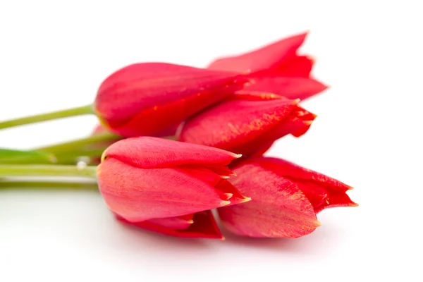 Tulipes rouges sur fond blanc — Photo