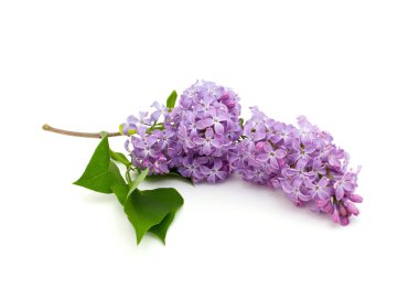 üzerine beyaz leylak