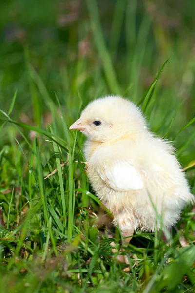 Kuikens op gras — Stockfoto