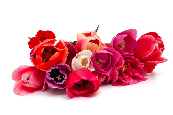Um monte de tulipas vermelhas e rosa sobre branco — Fotografia de Stock