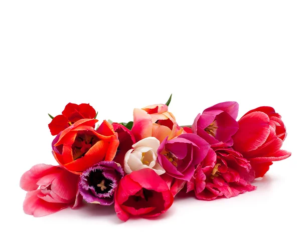 Bunch of red and pink tulips over white — Stock Photo, Image