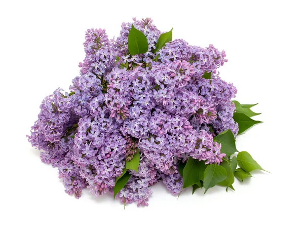 Lilac over white — Stock Photo, Image