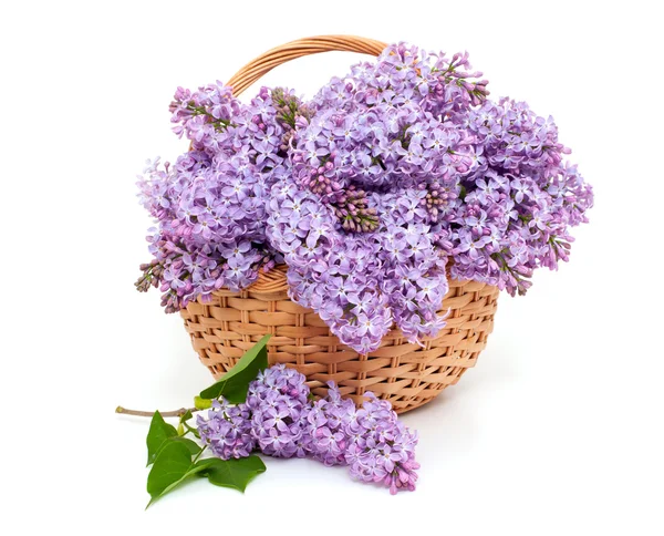Lilac over white — Stock Photo, Image