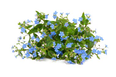 Unutma beni çiçekleri.