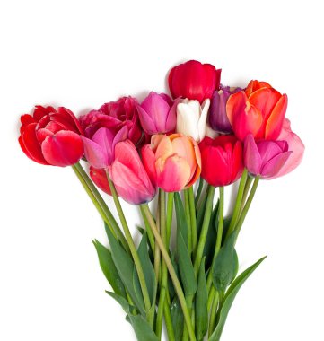 demet beyaz üzerine kırmızı ve pembe laleler