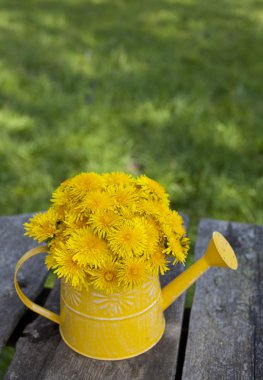 Dandelions sulama olabilir içinde
