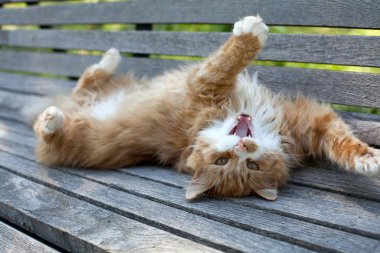 kedi üzerinde ahşap Bank